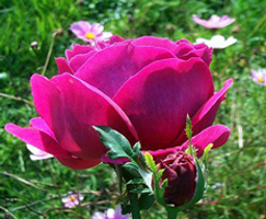 Surprise ist ein breiter, niedriger Strauch, den kleine, runde Strue aus dicken, weichen Pompons beschweren. Surprise bringt eine Variation ber alle Farbtne von Beige ber Orange und Rosa bis zum reinen Kaminrot.